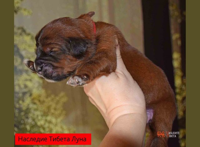Щенки от пары Брайн х Ютера